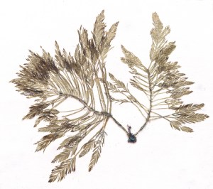 Bryopsis corticulans