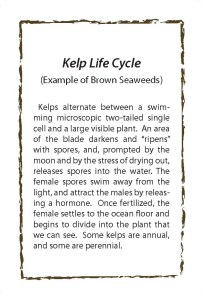 Kelp Life Cycle 2